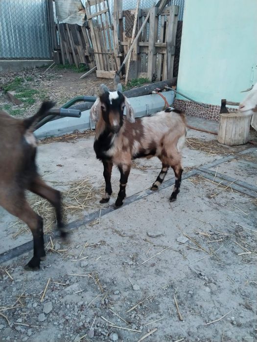 Продам Козлов альпийские