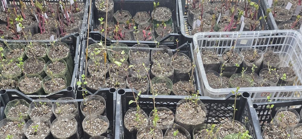 Садовые цветы рассада