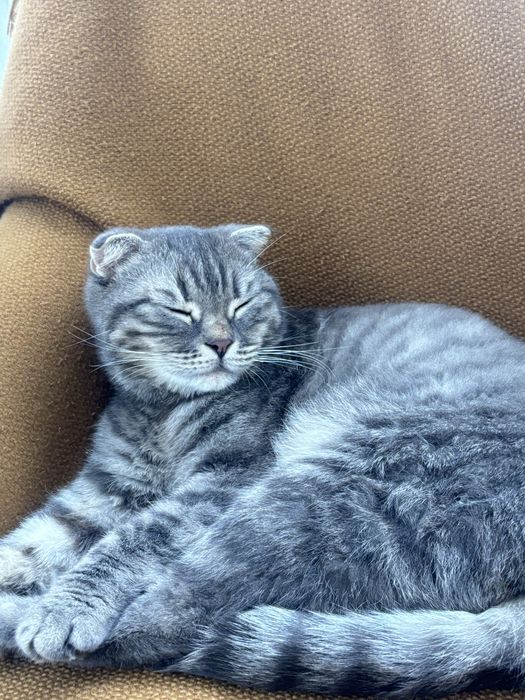 Шотландская кошка