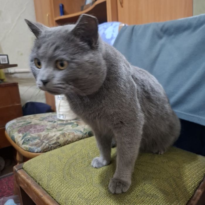 Отдам кота британского