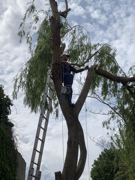 Defrișări/Cosit Iarbă/Tăiere Arbori/De Mari Dimensiuni.