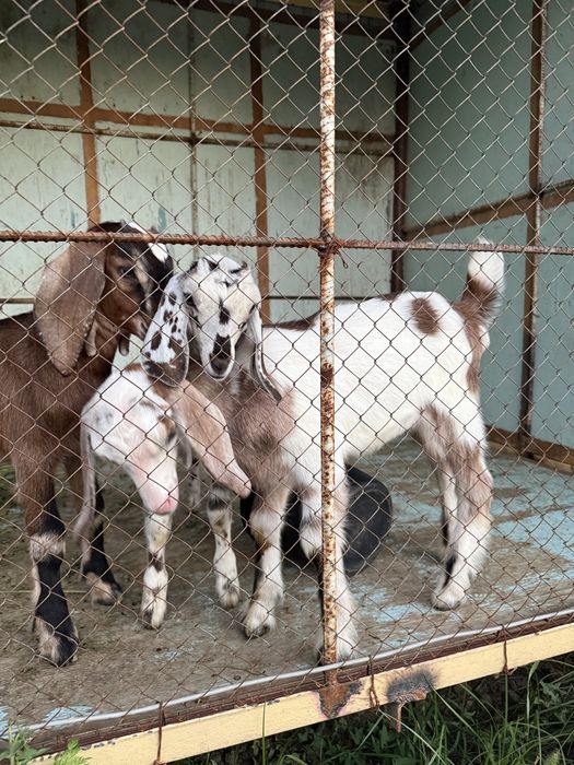 Ешкі Англонубинский пародалы лақтар сатылады