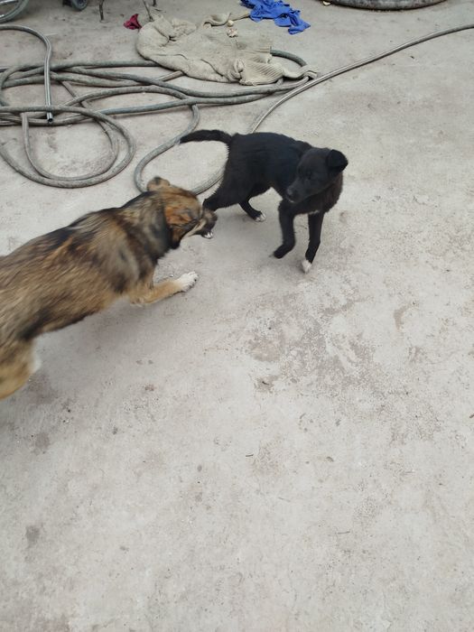 Пристраивается собака,девочка.