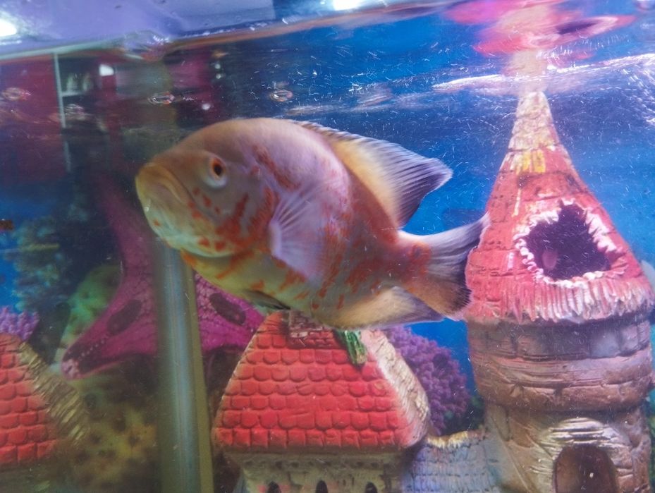 Рыба Астронотус, . Здоровые рыбки