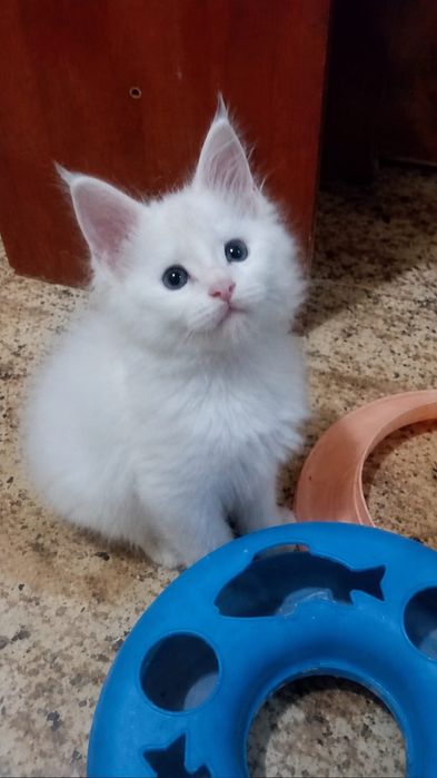 питомник Мейн Кун