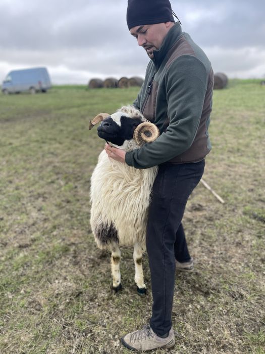 Berbec ,brez disponibil