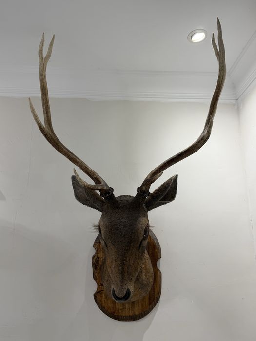 Рога олени , очень красивое!