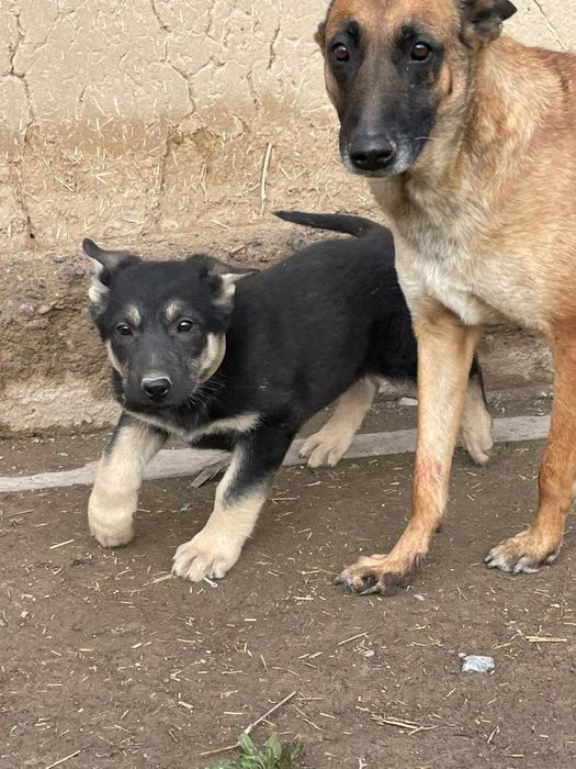 восточно-европиская овчарка