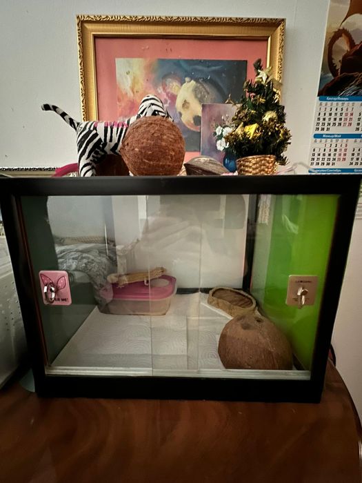 Эублефары каждая по 35000 тг