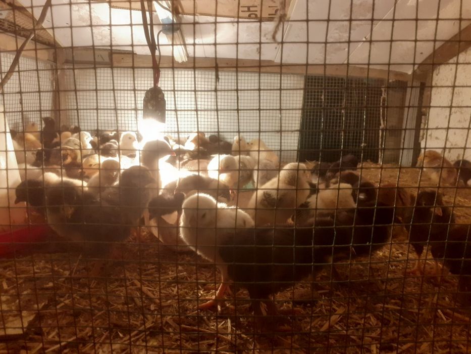 Жужалар сотилади