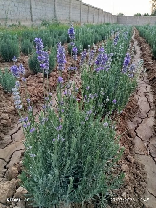 Lavanda  gullar.