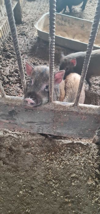 Виетнамски прасенца