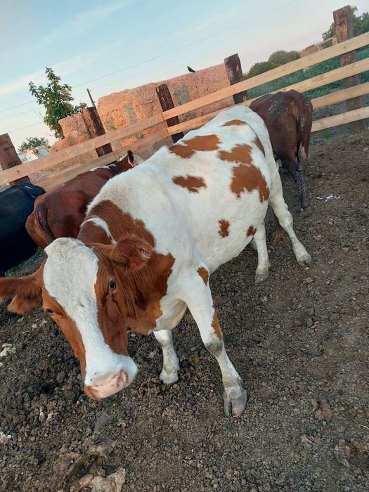 Корова мясной  порода