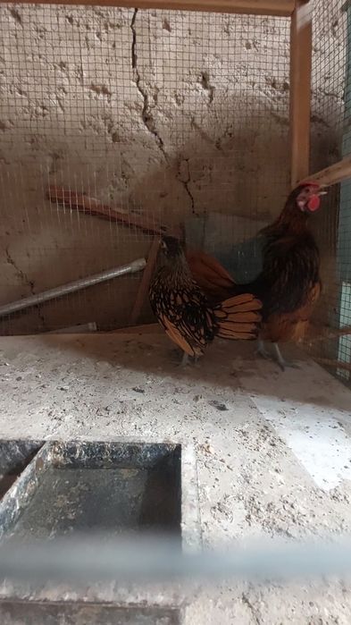 Zalatoy sbrayt jo'jalari 1+1 sotiladi