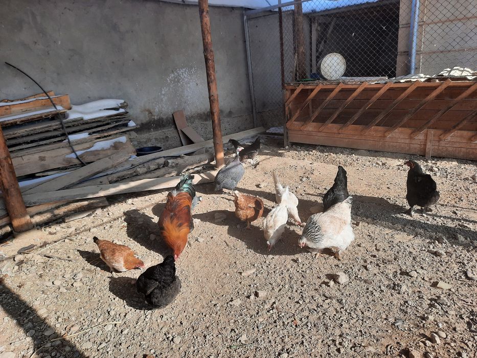 Тауықтар сатылады бағасы 2000тг