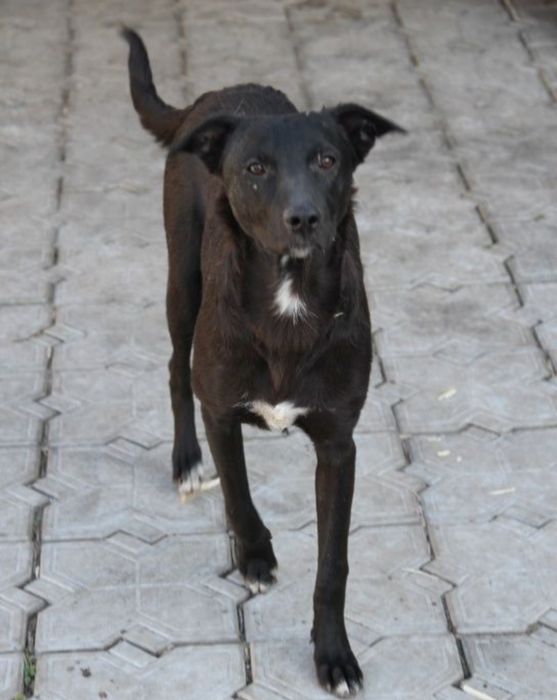 Пропал пёс в районе Тастак-2!