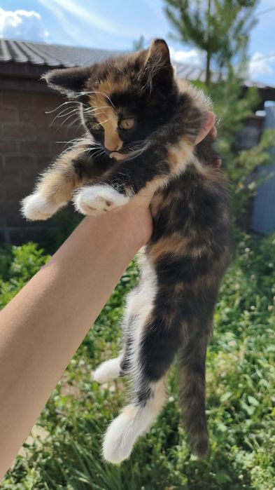 британские котята