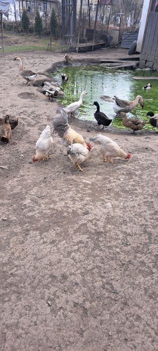 Pui și ouă  de la următoarele rase
