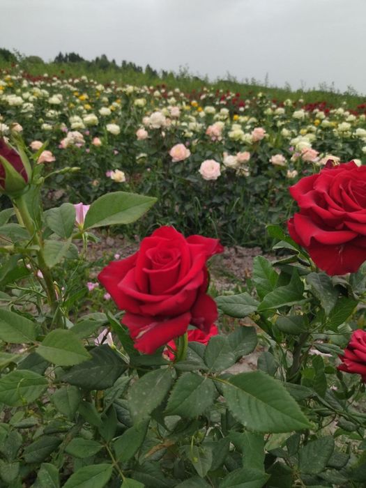 Atirgul роза сортларига гарантия 100