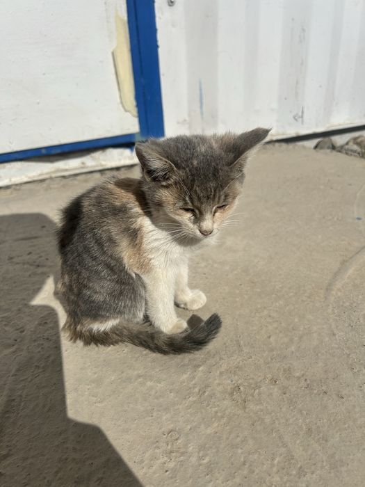 Отдам котенка в добрые руки
