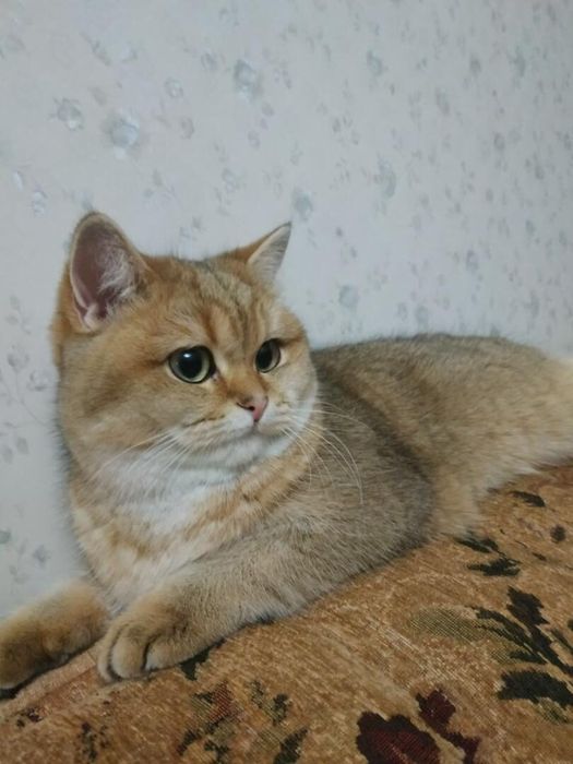 Бриташки милашки