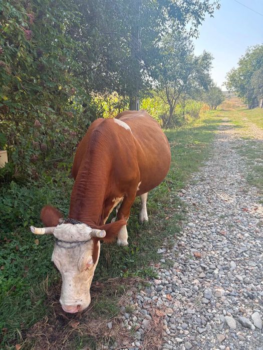 Vaca de vânzare Ocnita ( Jud BN )