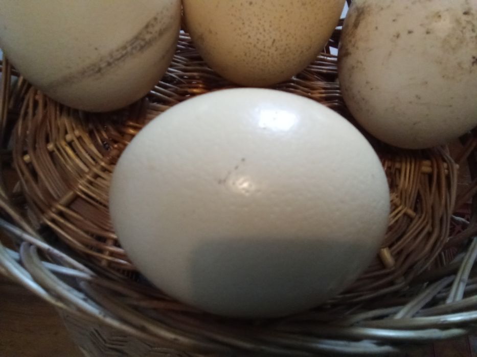 Ouă Struț proaspete.