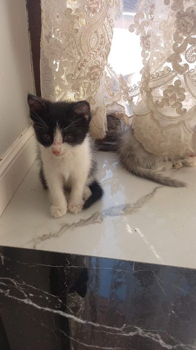 Отдам котенка в хорошие руки