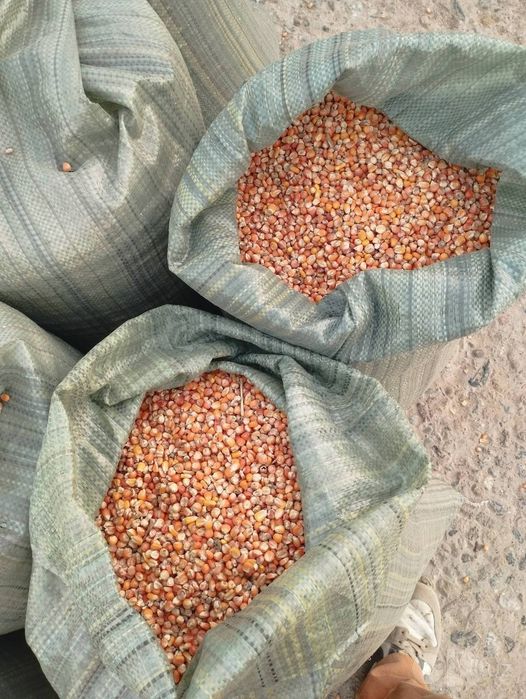 Jaydari makka bor 
Jaydari makkayini silos varinati
Asosan urug’likga