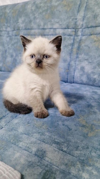 Котёнок скоттиш стайт цвет колор поинт