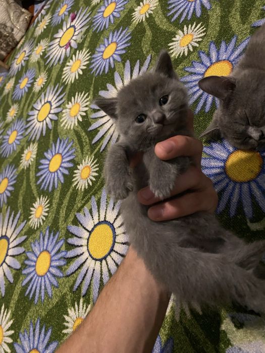 чистокровные британцы