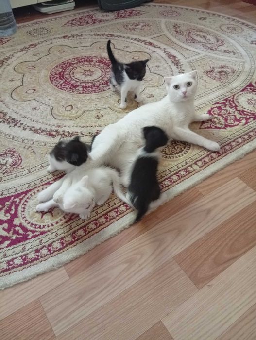Отдам котят в хороши