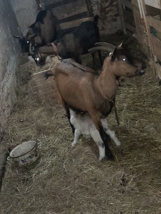 Capre la prima fătare cu iezi