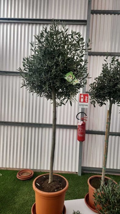 Maslini pe rod livrare rapida in toata tara