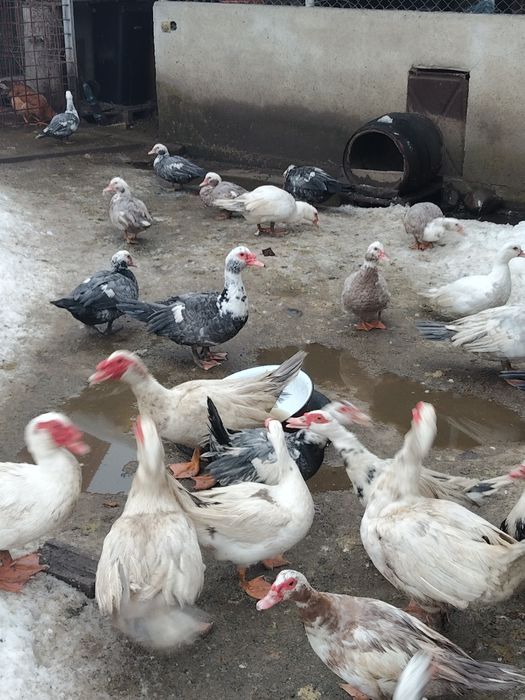 Vând rată.   mută