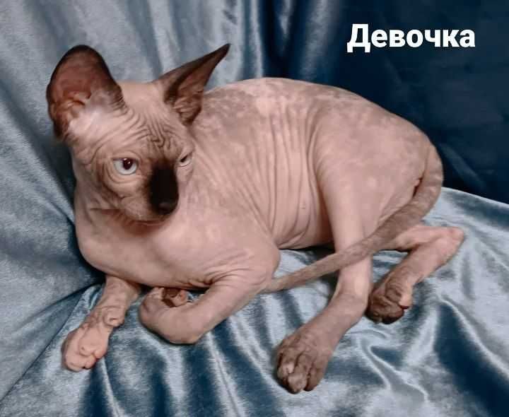 Канадский сфинкс