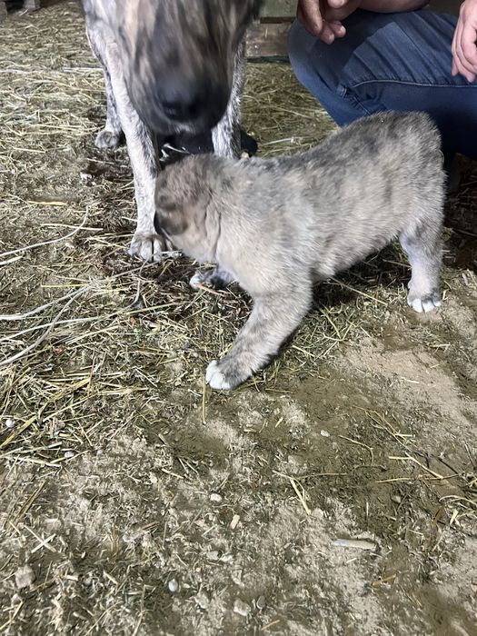 Продается щинки тобета