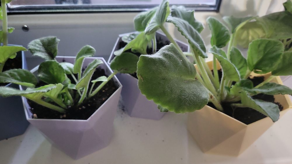 Фиалка в горшочках