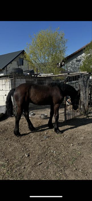 Vand Manza Frizian !!