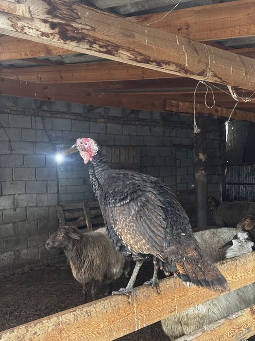 Продам Индюков