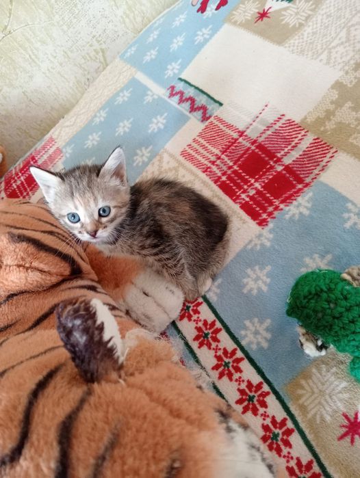 Котята, отдам в добрые руки