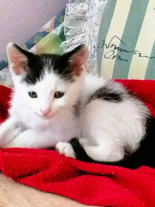 Малък, игрив котарак търси дом