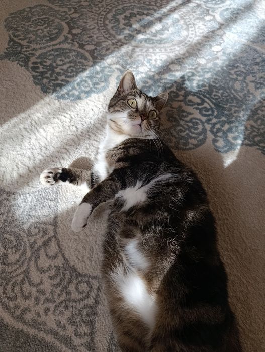 Британский благородный мраморный кот