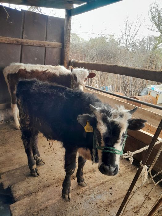 Баспақтар 250-280 мын