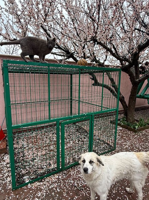 Padoc pentru animale din țeavă metalică galvanizată (zincată) (2x2x1.9m, L x l x h)