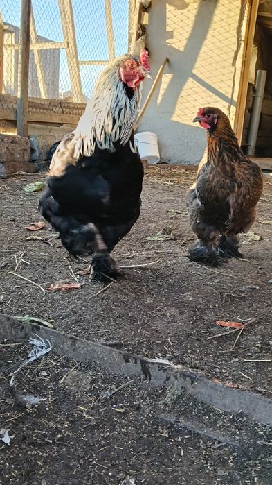 Инкубационные яйца Брама