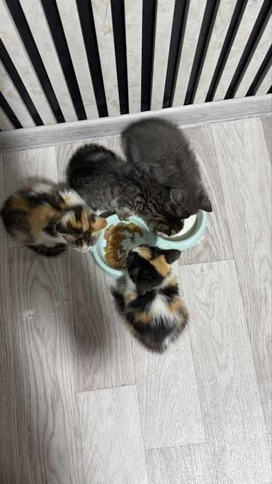 Котята маленькие хорошинькие только в хорошие ручки отдам даром