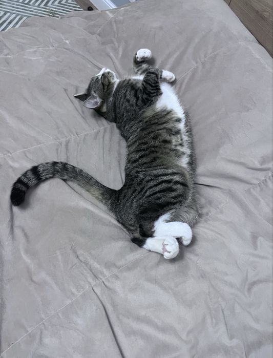 Кот в добрые руки