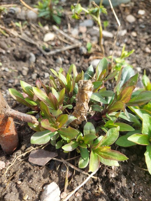 Флокс многолетник