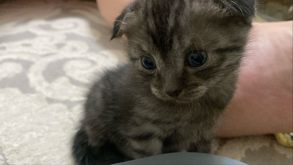 Вислоухая котенок